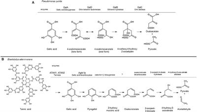 Identification of a Conserved Transcriptional Activator-Repressor Module Controlling the Expression of Genes Involved in Tannic Acid Degradation and Gallic Acid Utilization in Aspergillus niger